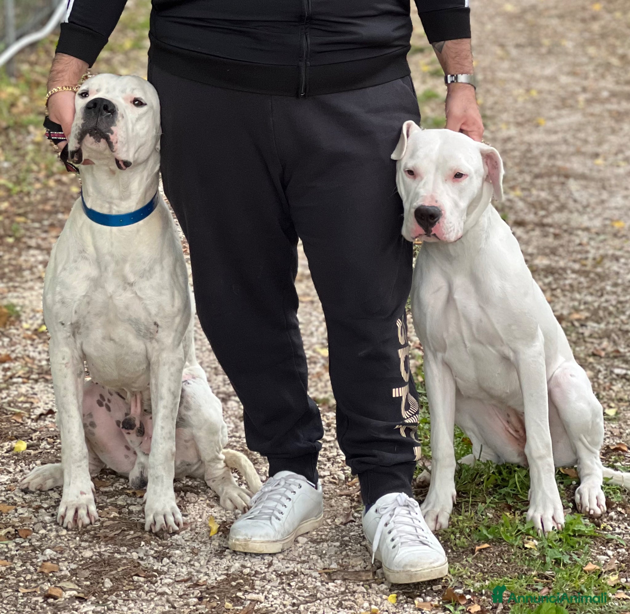 Dogo Argentino cani Cuccioli dogo argentino  - Annuncio 24