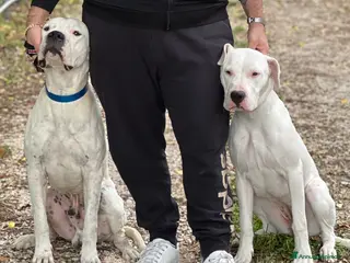 Dogo Argentino cani Cuccioli dogo argentino - Annuncio 24