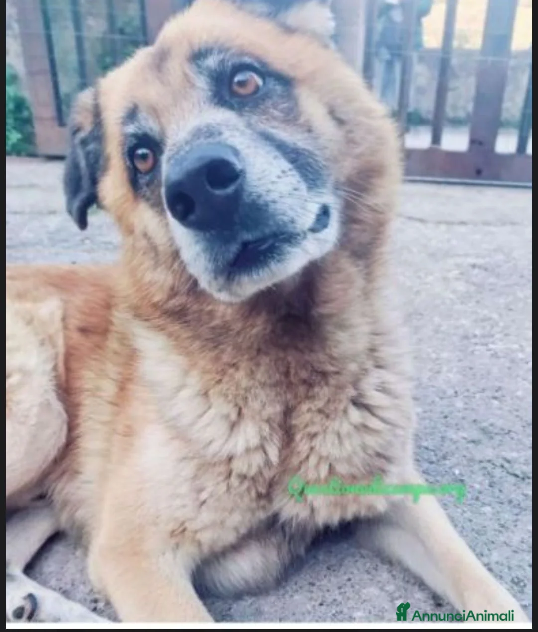 Meticcio cani in regalo: Boris simil pastore 10anni 4anni di appelliSALERNO - Annuncio 5