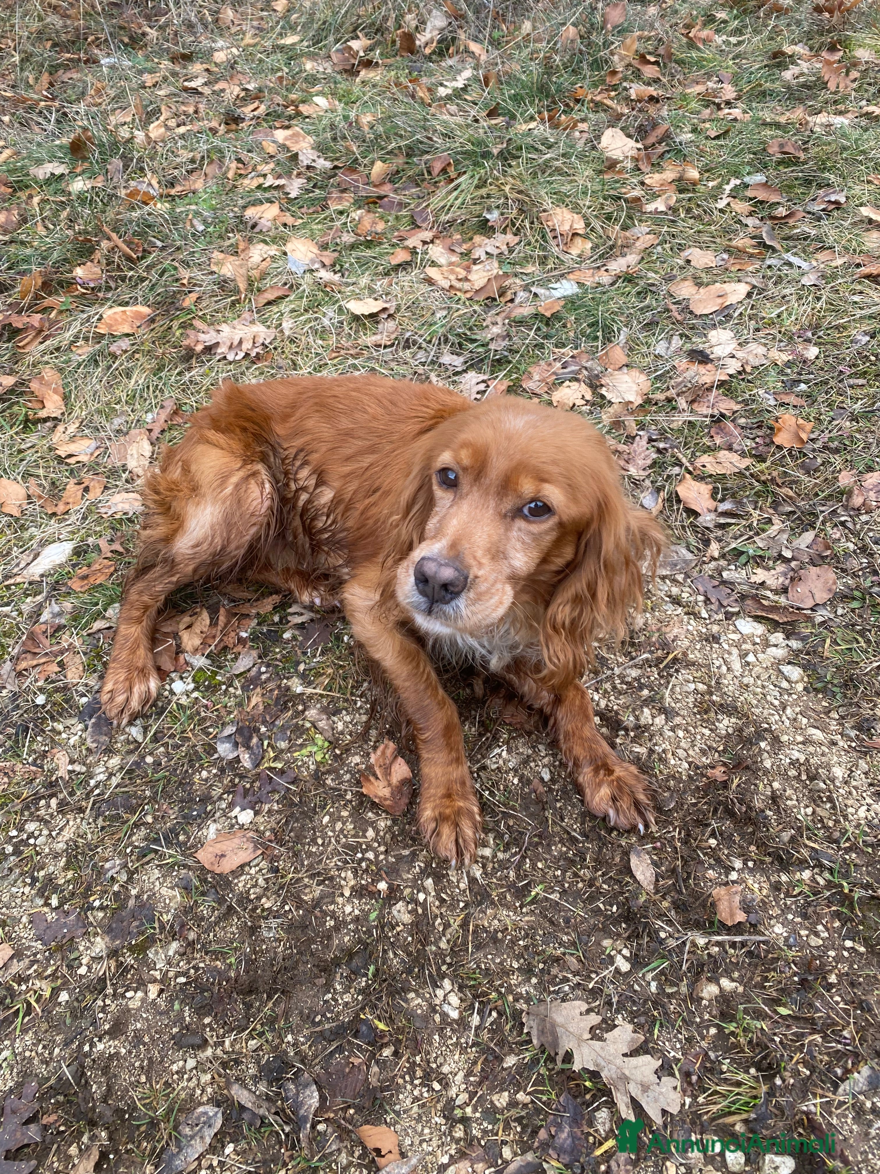 Breton cani Regalo - Annuncio 1