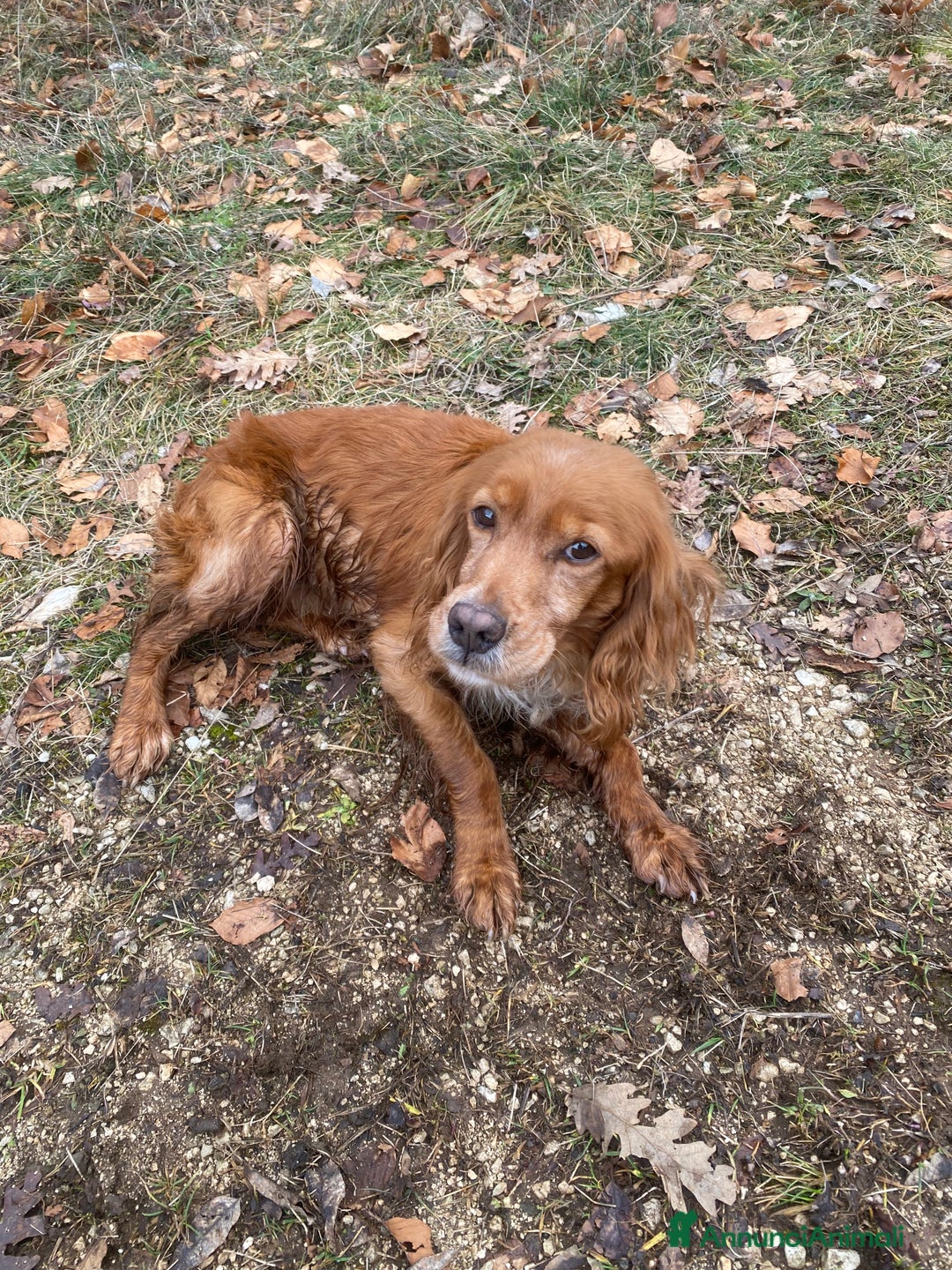 Breton cani in regalo: Regalo - Annuncio 1