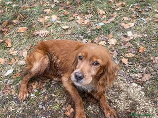 Breton cani Regalo - Annuncio 1