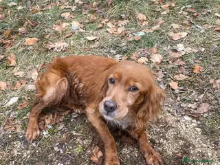 Breton cani Regalo - Annuncio 2