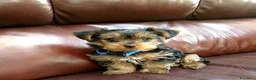 Yorkshire cani in regalo: Cuccioli di Yorkshire Terrier - Annuncio 2