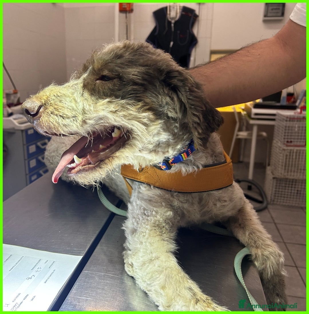 Lagotto cani in regalo: FICARRA, SIMIL LAGOTTINO 2 ANNI, ABBANDONATO LEGAT a Città metropolitana di Milano - Annuncio 14
