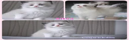 Ragdoll gatti in vendita: Femminucce ragdoll seal bicolore  - Annuncio 3