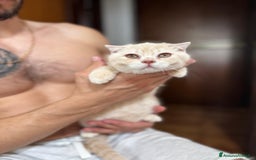 Scottish gatti in vendita: Scottish  a Città Metropolitana di Bologna - Immagine 3
