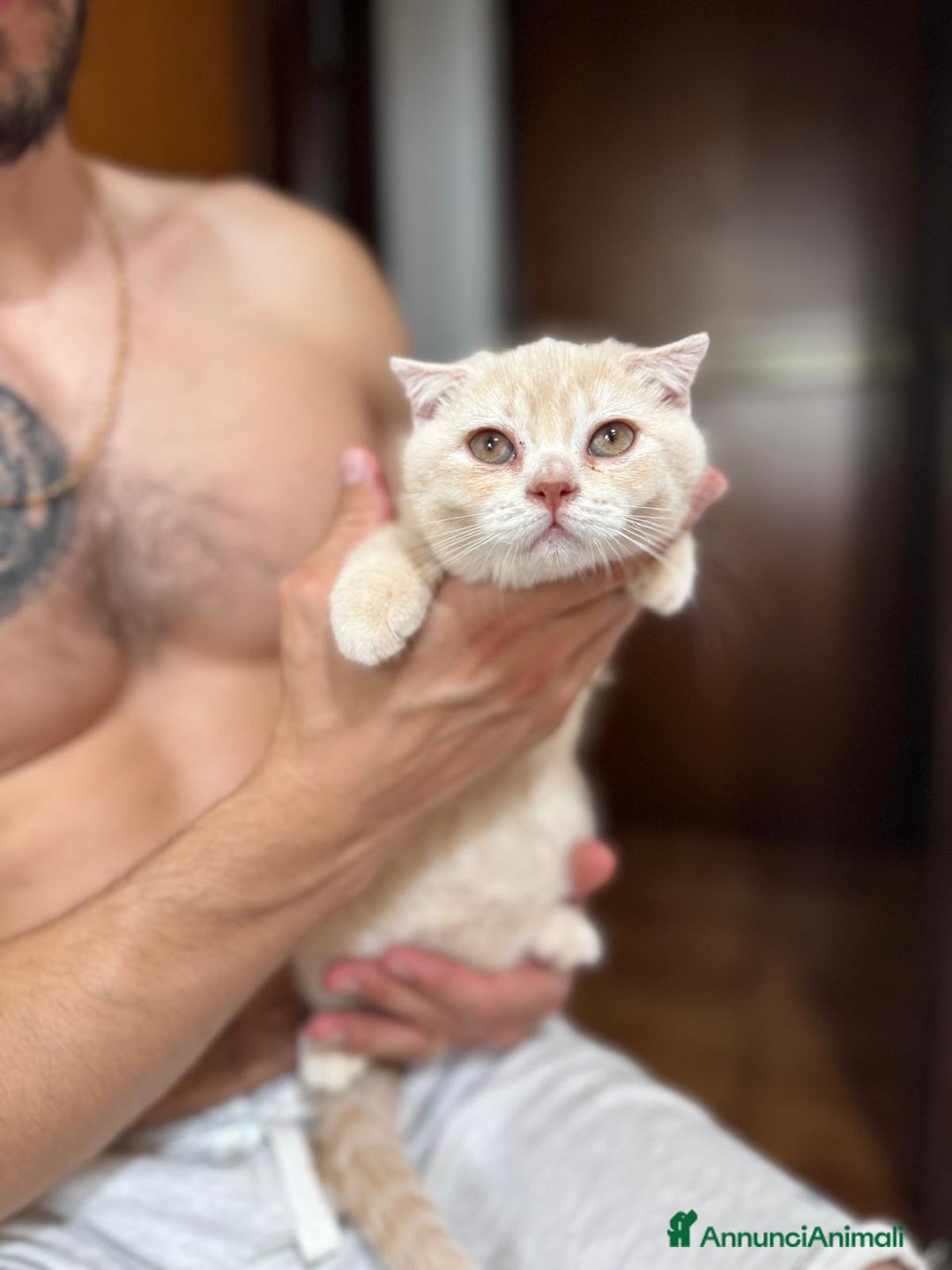 Scottish gatti in vendita: Scottish  a Città Metropolitana di Bologna - Immagine 3