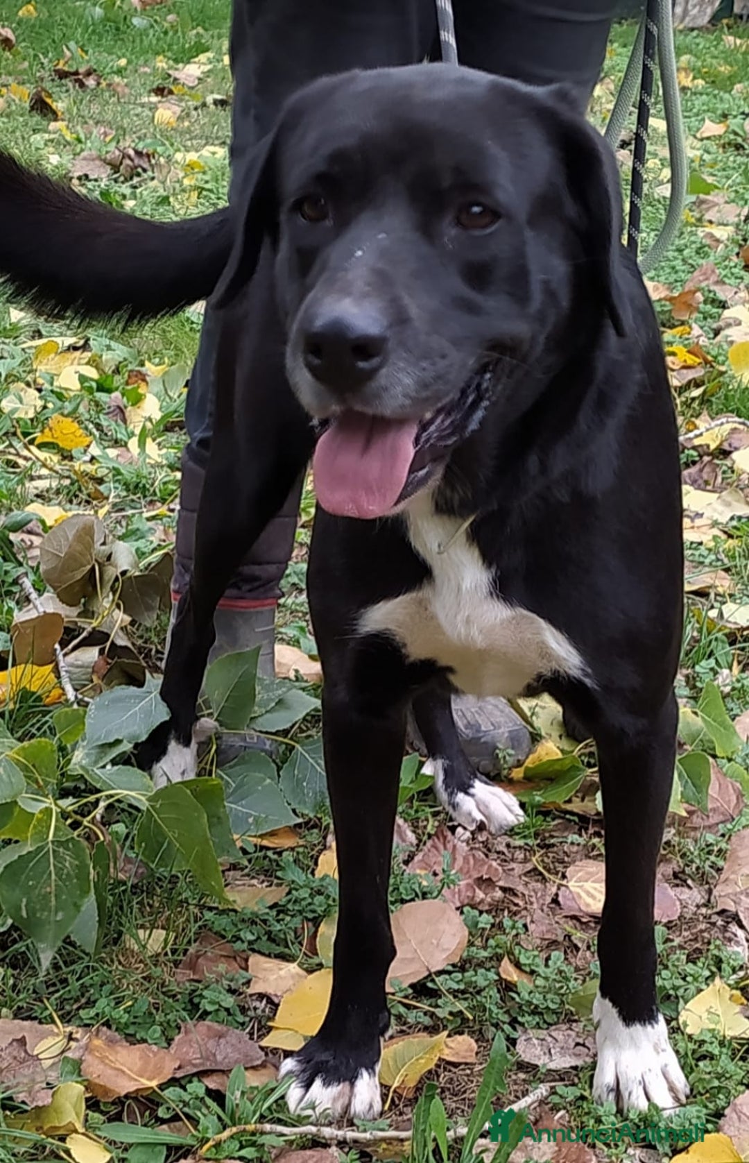 Meticcio cani in regalo: PENELOPE STA CERCANDO UNA FAMIGLIA - Annuncio 2