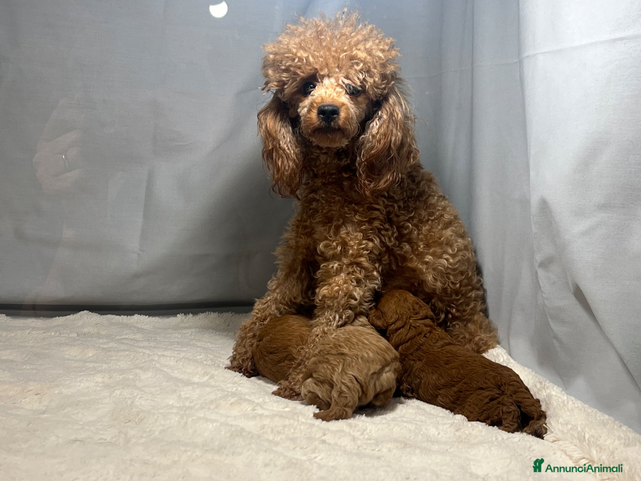 Barbone cani Cuccioli barbone toy - Annuncio 1