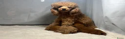Barbone cani in vendita: Cuccioli barbone toy - Annuncio 1