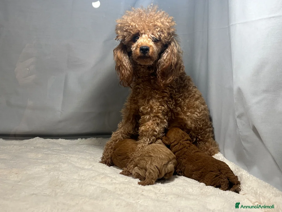 Barbone cani in vendita: Cuccioli barbone toy - Annuncio 1