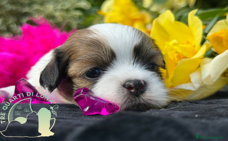 Lhasa Apso cani a Città metropolitana di Roma Capitale - Annuncio 1