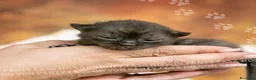 Scottish gatti in vendita: Cuccioli di Scottish Fold e Straight con Pedigree - Annuncio 25
