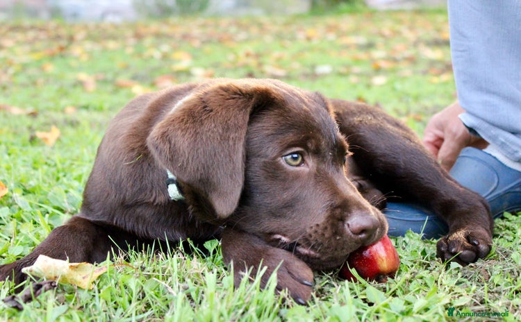 Labrador cani a Provincia di Bergamo - Annuncio 4
