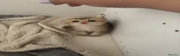 Scottish gatti in vendita: Scottish  a Provincia di Padova - Annuncio 2