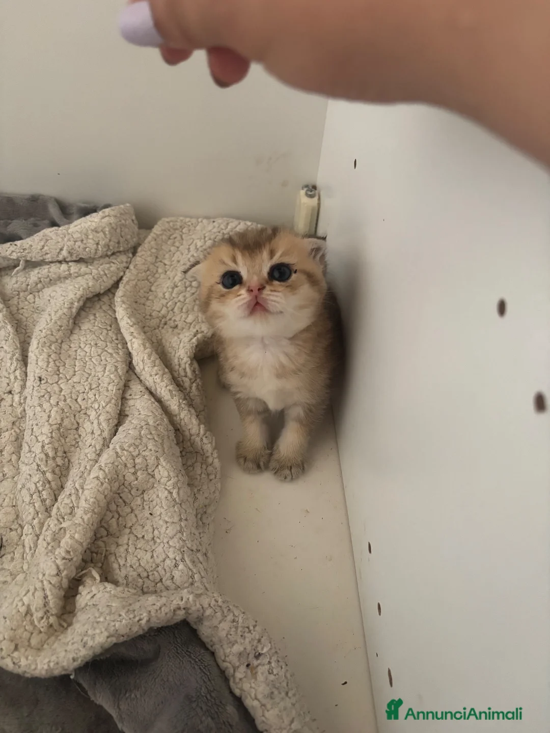 Scottish gatti in vendita: Scottish  a Provincia di Padova - Annuncio 2