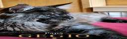 Maine Coon gatti in vendita: Cuccioli Maine Coon XXL con Pedigree ANFI - Annuncio 5