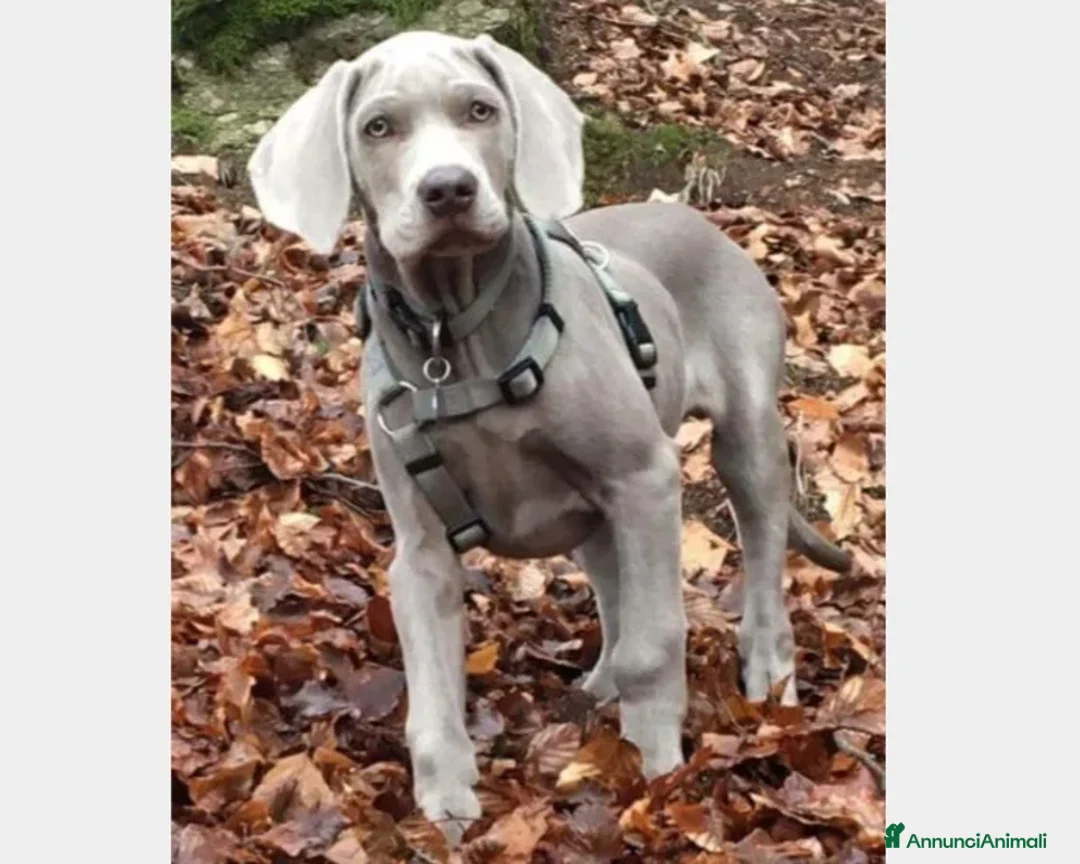Weimaraner cani in vendita: WEIMARANER SPLENDIDE CUCCIOLE a Città Metropolitana di Torino - Immagine 6