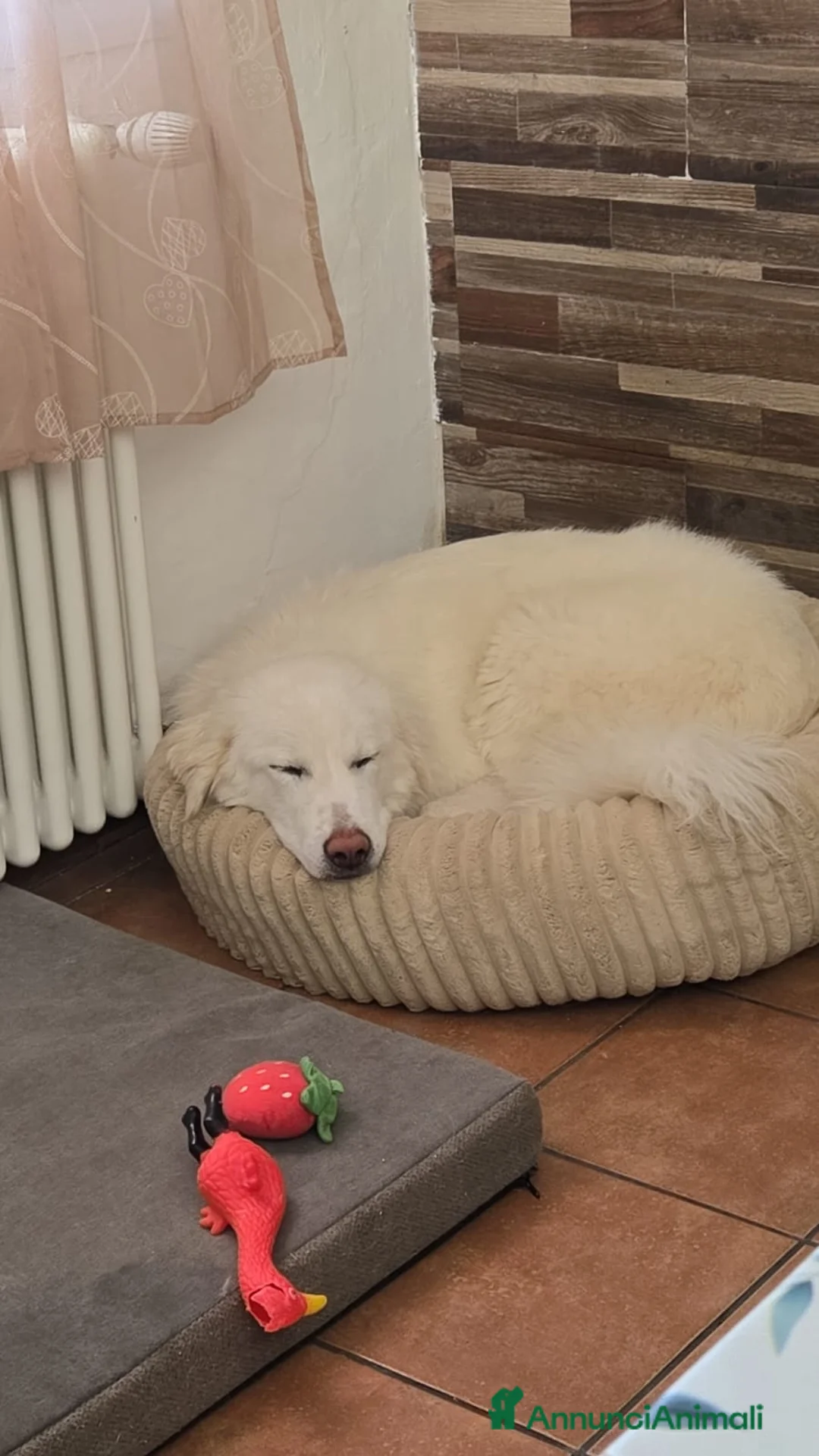 Meticcio cani in regalo: Cuccioli in canile - Annuncio 9