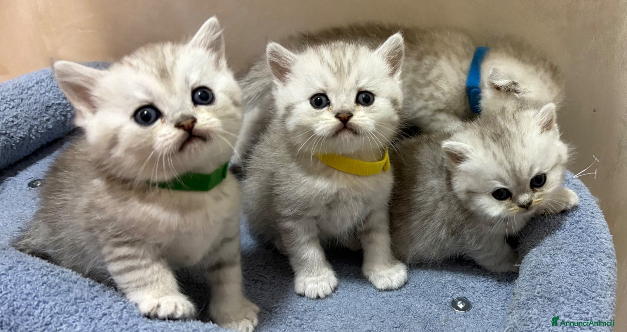 British gatti Scottish fold sthrait  - Annuncio 21