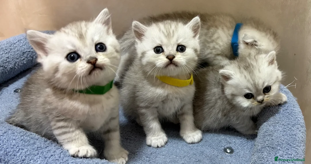 British gatti in vendita: Scottish fold sthrait  - Annuncio 1