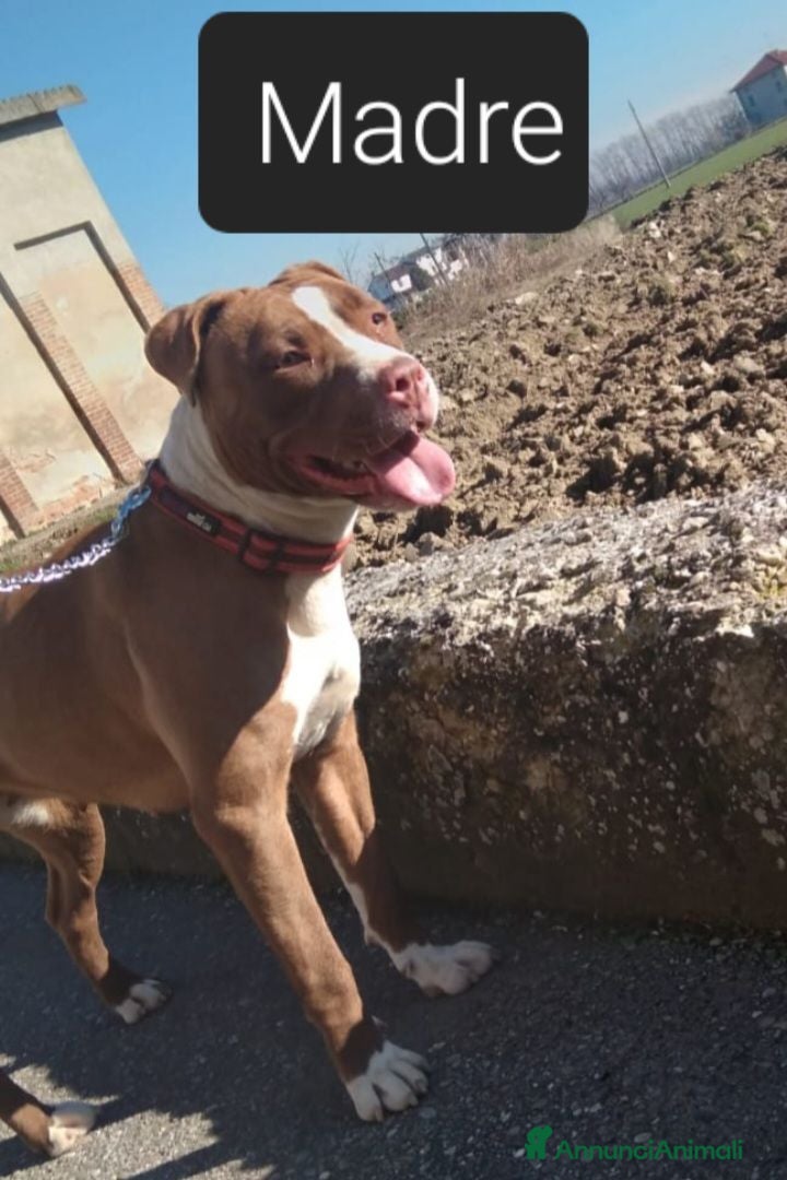 Pitbull cani American Pitbull Terrier UKC  - Annuncio 4
