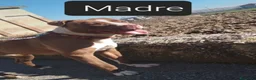 Pitbull cani in vendita: American Pitbull Terrier UKC  a Provincia di Alessandria - Annuncio 13