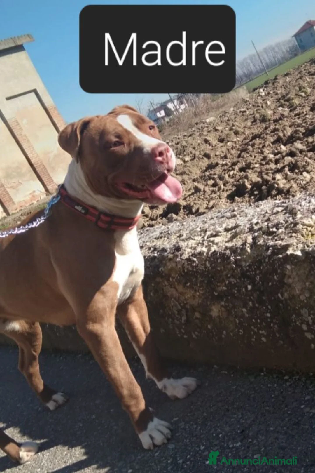 Pitbull cani in vendita: American Pitbull Terrier UKC  a Provincia di Alessandria - Annuncio 13