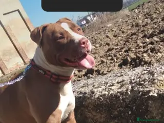 Pitbull cani American Pitbull Terrier UKC - Annuncio 4