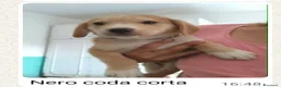 Meticcio cani in regalo: 7 cuccioli bellissimi e dolcissimi  - Annuncio 6