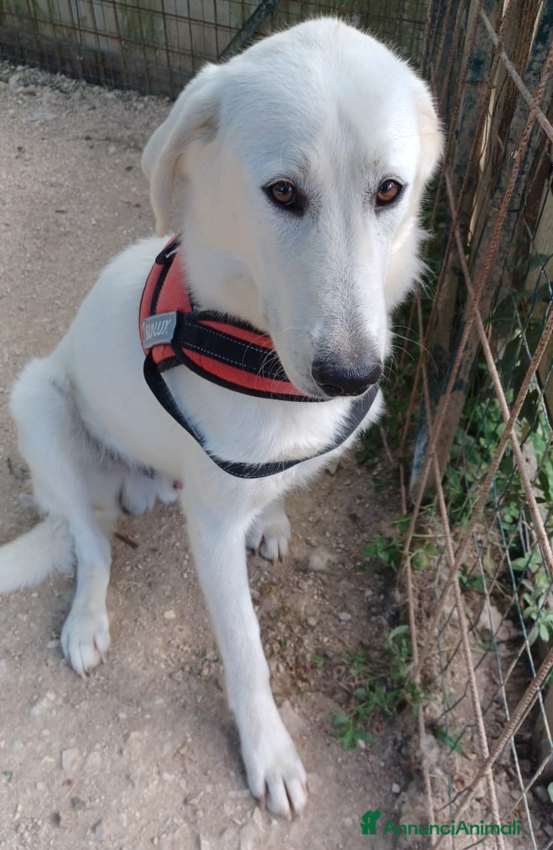 Meticcio cani in regalo: IL DOLCE E MORBIDO DEMYR - Annuncio 1