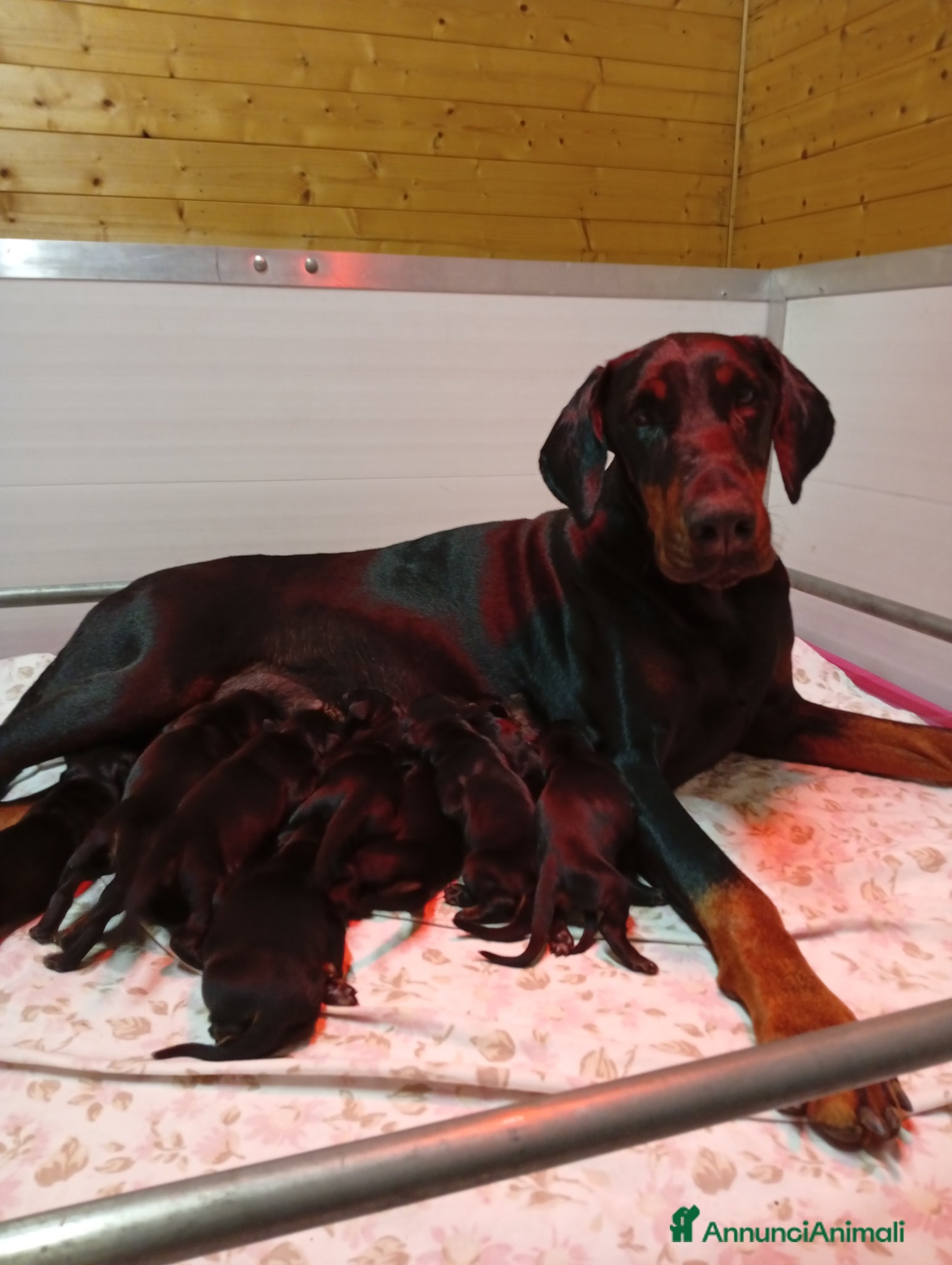 Dobermann cani Cuccioli di Dobermann  - Annuncio 1