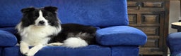 Border Collie cani per accoppiamento: Border Collie maschio per accoppiamento  - Annuncio 1