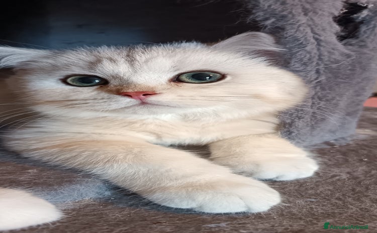 British gatti a Provincia di Siena - Annuncio 3