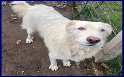 Meticcio cani in regalo: BOMBA giovane buona con tutti! tg abbondante - Immagine 7