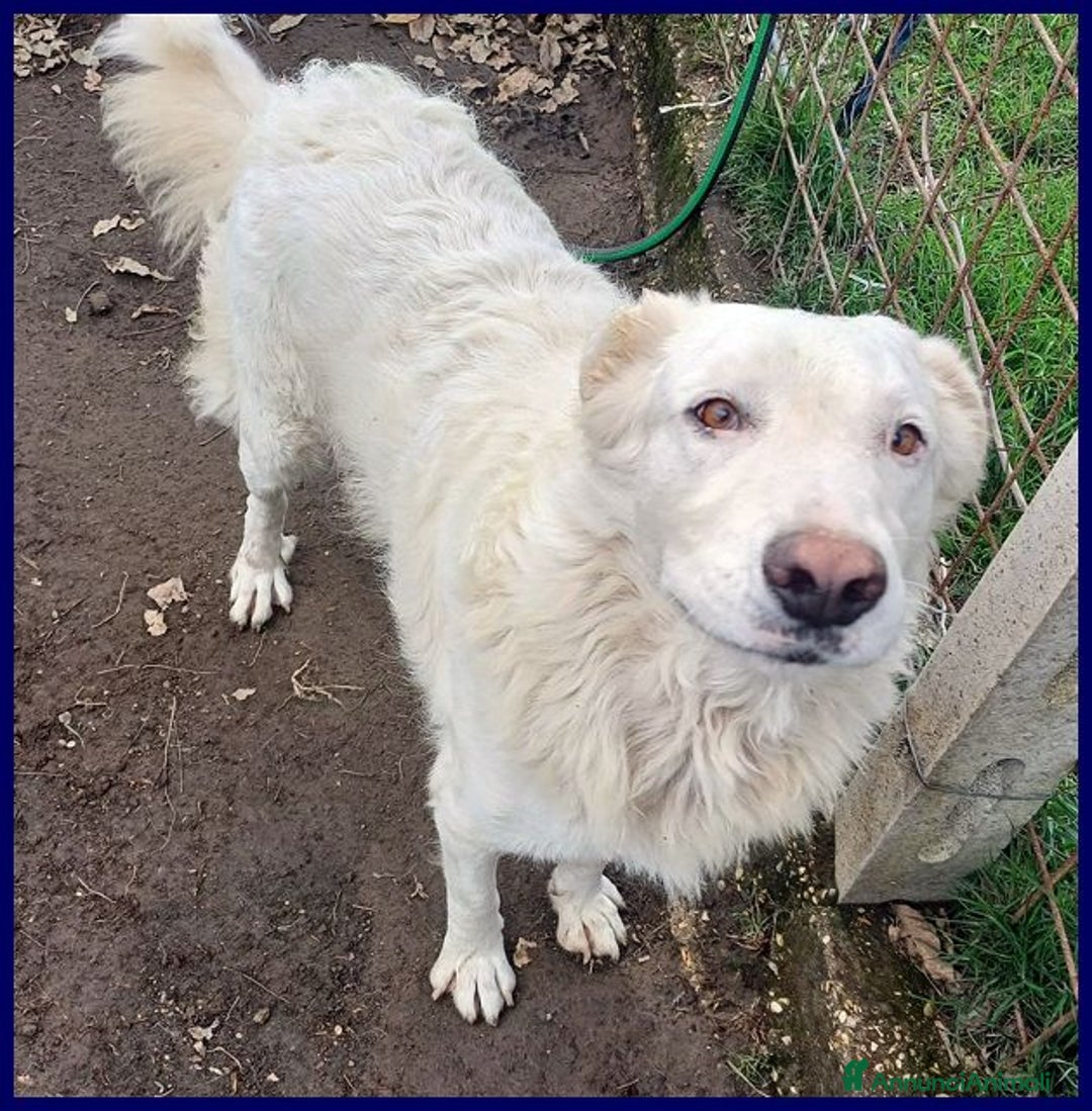 Meticcio cani in regalo: BOMBA giovane buona con tutti! tg abbondante - Immagine 7