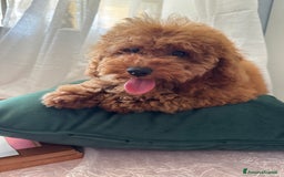 Barboncino cani in vendita: BARBONCINI FULVI TOY E NANI CON PEDIGREE a Vercelli - Immagine 12