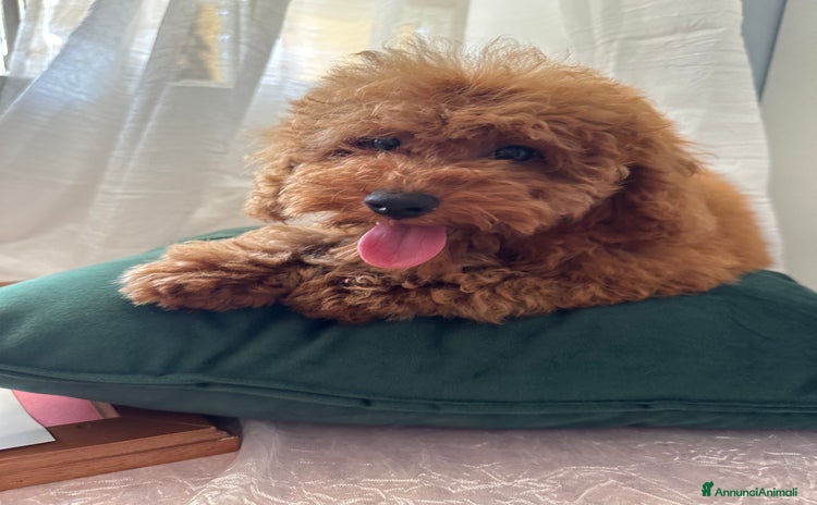 Barboncino cani a Vercelli - Annuncio 11