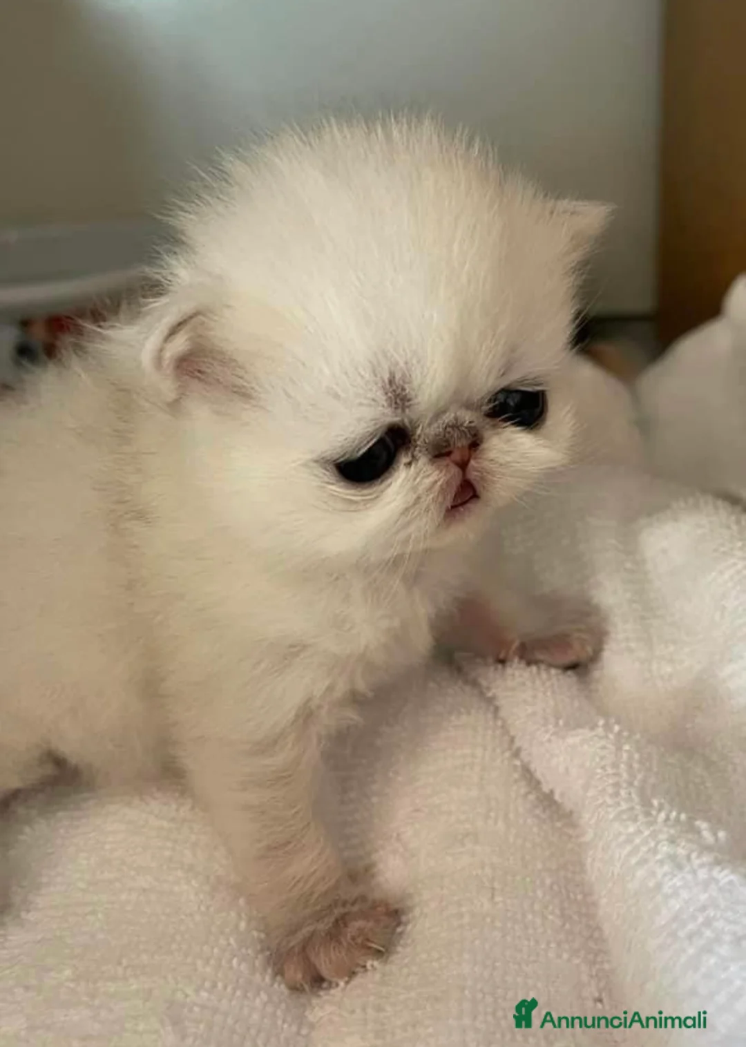 Immagine della galleria {{count}}