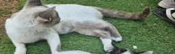 Meticcio gatti in vendita: Gattino  - Annuncio 1