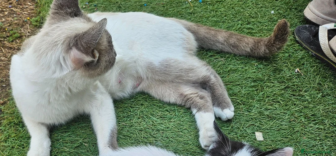 Meticcio gatti in vendita: Gattino  - Annuncio 1