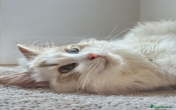 Ragdoll gatti in vendita: Ragdoll gattini disponibili!  a Città Metropolitana di Torino - Immagine 2