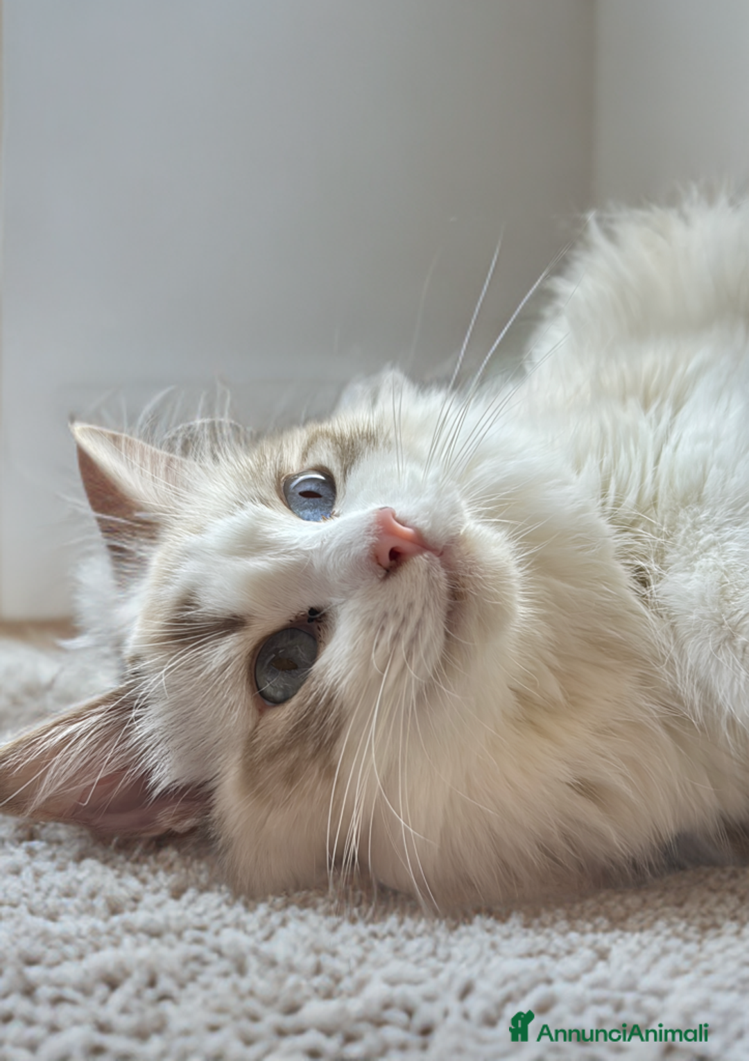 Ragdoll gatti in vendita: Ragdoll gattini disponibili!  a Città Metropolitana di Torino - Immagine 2