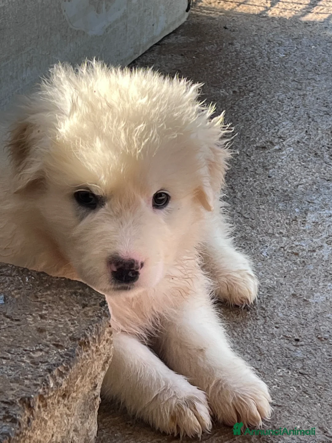 Pastore Maremmano cani in regalo: Cuccioli di pastore maremmano - Annuncio 9