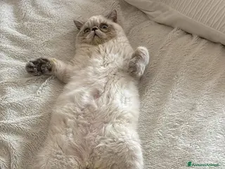 Exotic Shorthair gatti Exotic Shorthair - Annuncio 24