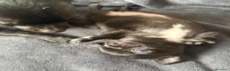 Chihuahua cani in vendita: Cucciola di Chihuahua femmina - Annuncio 11