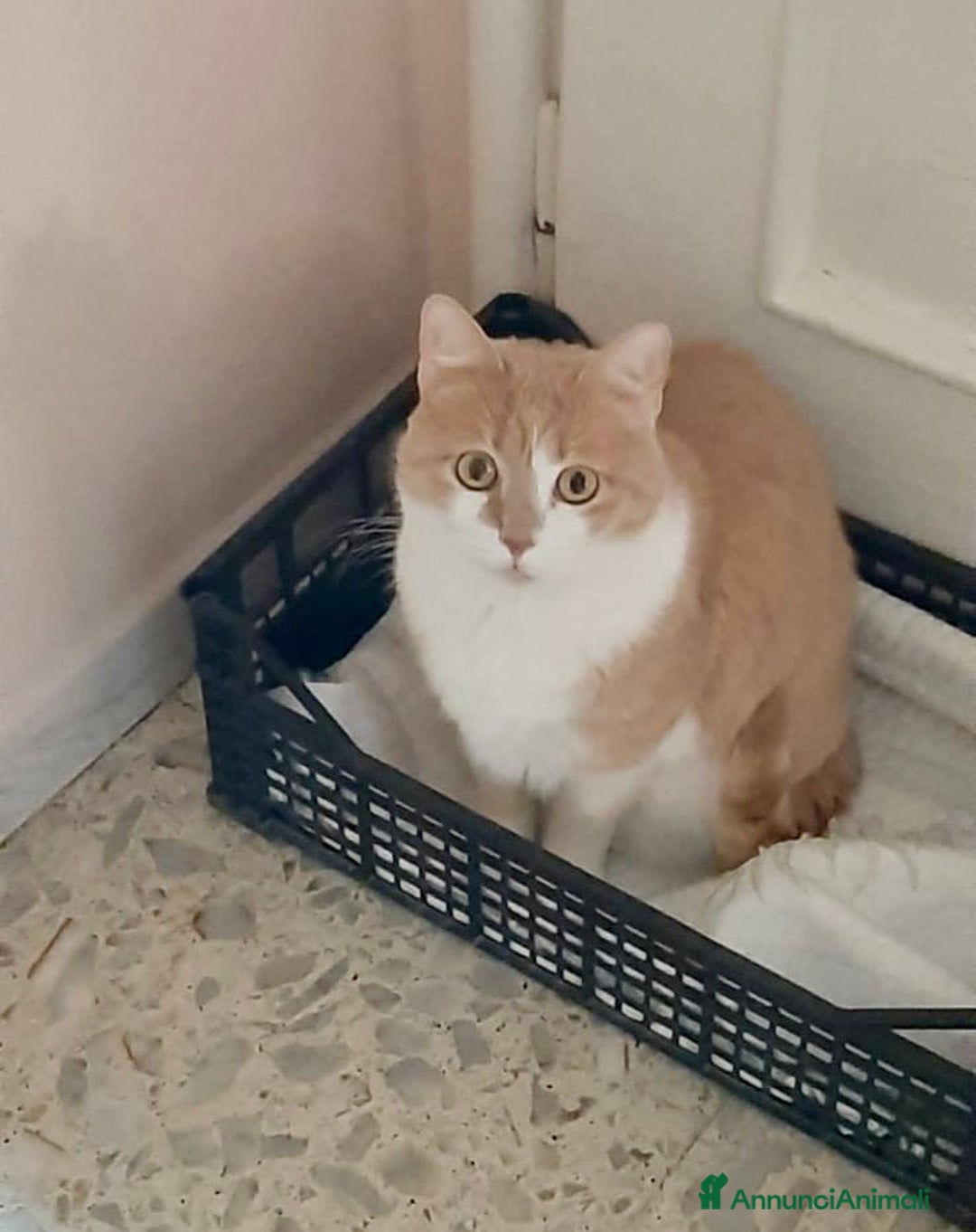 Europeo gatti in regalo: Gattine 2 anni sterilizzate e testate - Annuncio 4