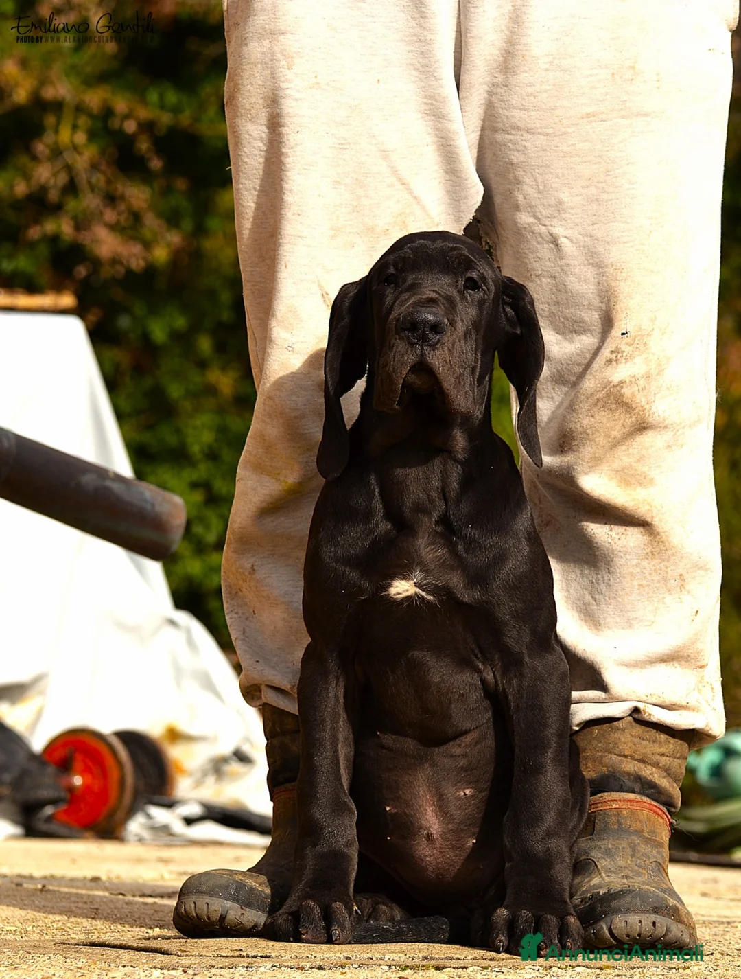 Alano cani in vendita: Alano cucciola femmina Nera - Annuncio 2