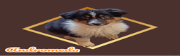 Australian Shepherd cani in vendita: Cuccioli pastore australiano  - Annuncio 4